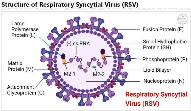 Virus hợp bào hô hấp (RSV) có thể gây ra các biến chứng ở bệnh nhân mang thai